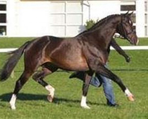 stallion Tailormade Temptation (KWPN (Royal Dutch Sporthorse), 2005, from Tuschinski)