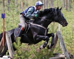 stallion Foxattac (Finnish Warmblood, 2003, from Foxiland xx)