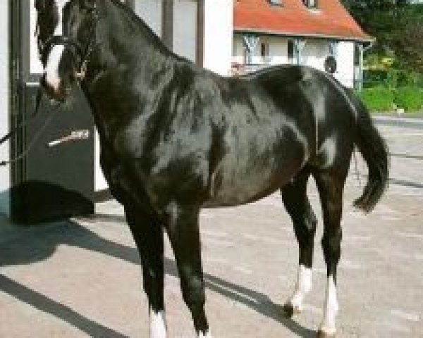 jumper Galoppsprungs Gothic (Hanoverian, 2005, from Graf Top)