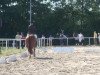 dressage horse Curtis Hagen (Mecklenburg, 2003, from Captain Paul I)