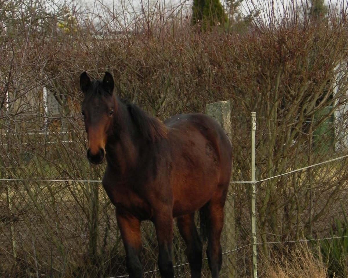 broodmare Lillifee (Hanoverian, 2012, from Lingh)