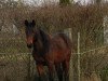 broodmare Lillifee (Hanoverian, 2012, from Lingh)