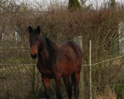 broodmare Lillifee (Hanoverian, 2012, from Lingh)