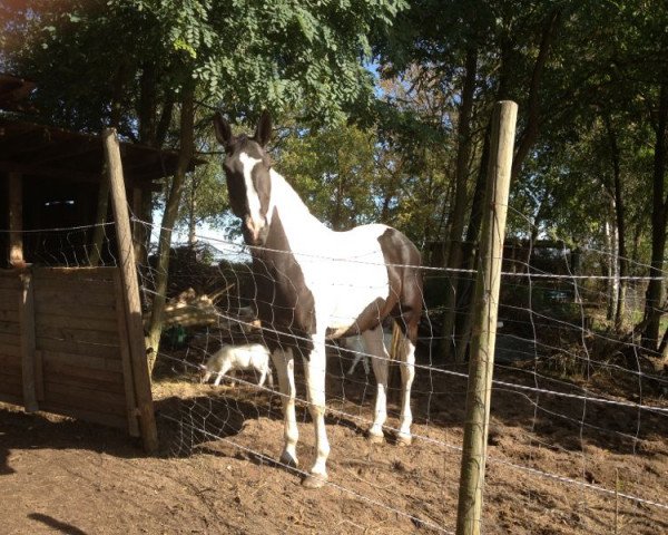 dressage horse Nevada (Roan Warmblood, 2008)