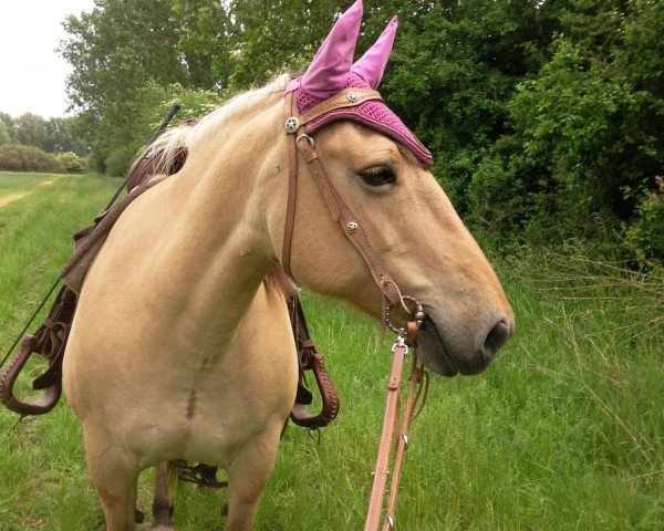 Pferd Sally (Fjordpferd, 1995)