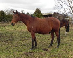 broodmare Madonna (Hanoverian, 2001, from Markus Deak xx)