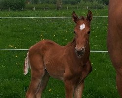 dressage horse Velin Royal Wf (Westphalian, 2016, from Veneno)