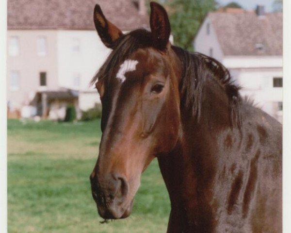 broodmare Paloma (Westphalian, 1991, from Pazifik)