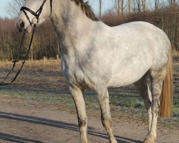 jumper Czumak (Little German Riding Horse, 2006)