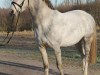 jumper Czumak (Little German Riding Horse, 2006)