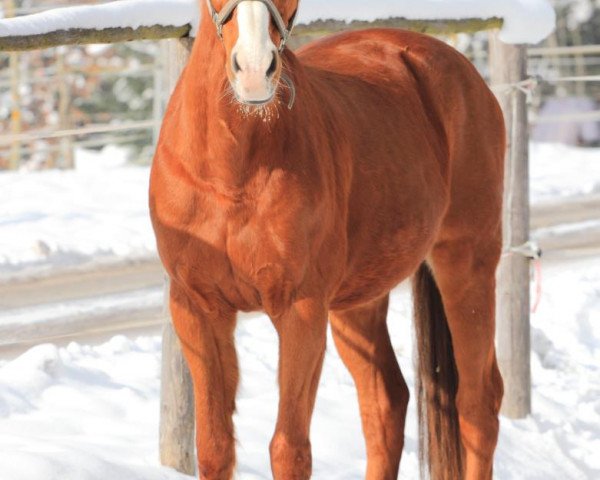 Springpferd Number One R (KWPN (Niederländisches Warmblut), 1995, von Indorado)