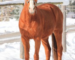 jumper Number One R (KWPN (Royal Dutch Sporthorse), 1995, from Indorado)