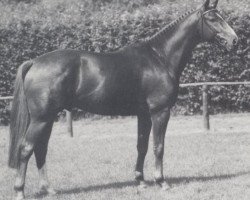 Deckhengst Dreamdancer (Westfale, 1990, von Diamantino)