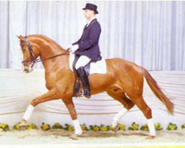 stallion Boss (Hanoverian, 1984, from Bolero)