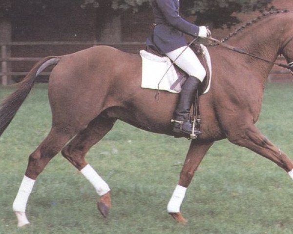 stallion Blue Grenadier xx (Thoroughbred, 1982, from Grundy xx)