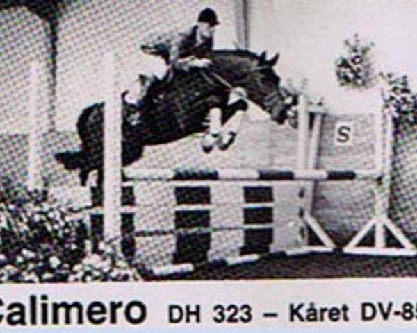 stallion Calimero (Holsteiner, 1980, from Calypso II)