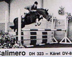 stallion Calimero (Holsteiner, 1980, from Calypso II)