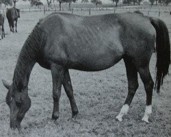 Zuchtstute Pellerine (Trakehner, 1950, von Hansakapitän)