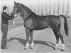 stallion Pelion (Trakehner, 1956, from Altan)