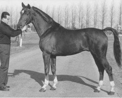 stallion Pelion (Trakehner, 1956, from Altan)