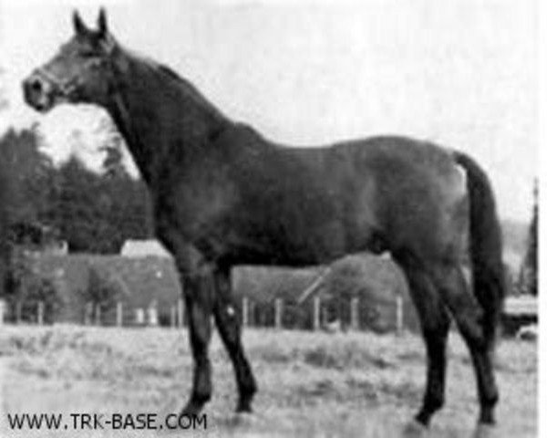 stallion Schabernack (Trakehner, 1962, from Schöner Abend)