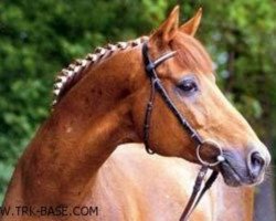 stallion Rondo (Trakehner, 1970, from Schabernack)