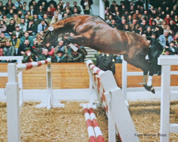 stallion Varus (Oldenburg, 1971, from Vierzehnender xx)