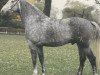 stallion Pik Senior (Hanoverian, 1978, from Pik Bube I)