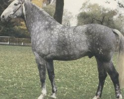 stallion Pik Senior (Hanoverian, 1978, from Pik Bube I)