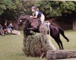 dressage horse Hannibal B (Bavarian, 1998, from Heraldik xx)