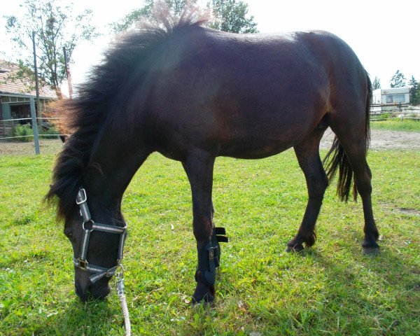 Zuchtstute Leonie (Dt.Part-bred Shetland Pony,  )