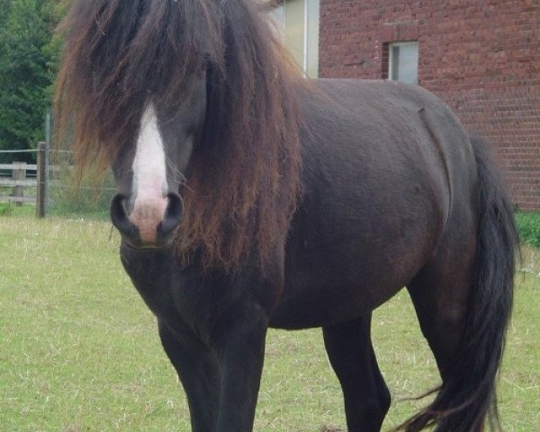 stallion Lucky (Dt.Part-bred Shetland pony,  )