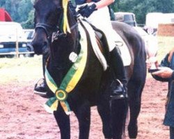 broodmare Hot Angel xx (Thoroughbred, 1991, from Navarino xx)