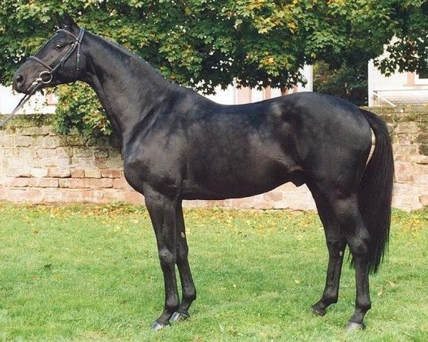 stallion Skatman (Zweibrücken, 1995, from Sixtus)
