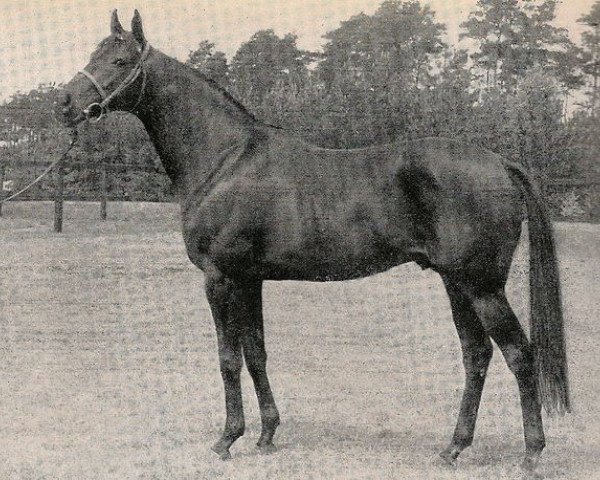 stallion Menes xx (Thoroughbred, 1954, from Goody xx)