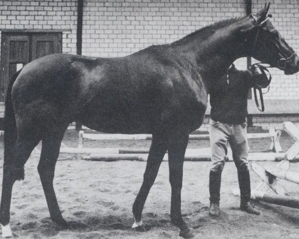 stallion Thymian xx (Thoroughbred, 1965, from Menes xx)