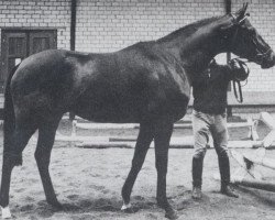 stallion Thymian xx (Thoroughbred, 1965, from Menes xx)