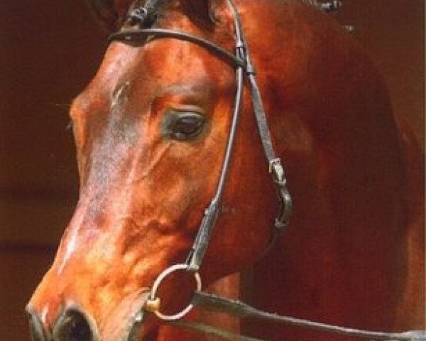 stallion Peron junior (Trakehner, 1995, from Sixtus)