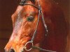 stallion Peron junior (Trakehner, 1995, from Sixtus)