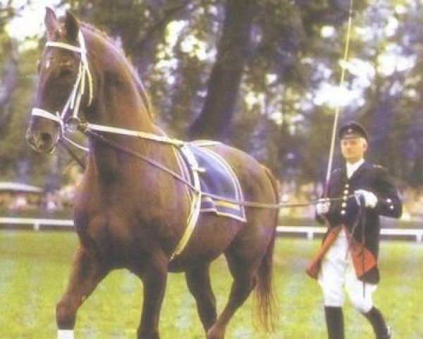 stallion Wulf (Hanoverian, 1956, from Futurist I)