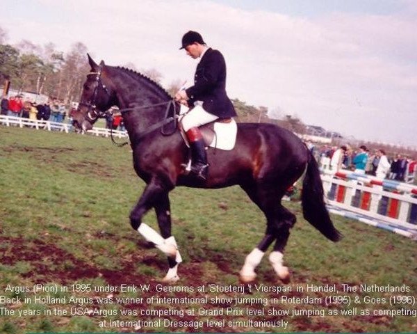 stallion Argus (Royal Warmblood Studbook of the Netherlands (KWPN), 1982, from Pion)
