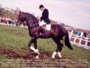 stallion Argus (Dutch Warmblood, 1982, from Pion)