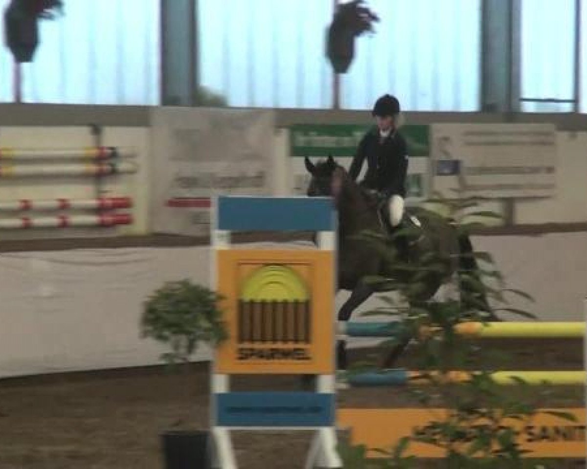 Springpferd Contini 8 (Holsteiner, 2007, von Contender)