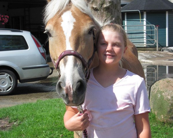 Pferd Nando 459 (Haflinger, 1995, von Nerzer)