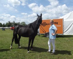 broodmare Fly (Westphalian, 2004, from Fidermark)