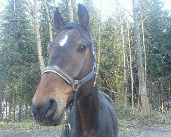 dressage horse Fandango 175 (Oldenburg, 1997, from Feinbrand)