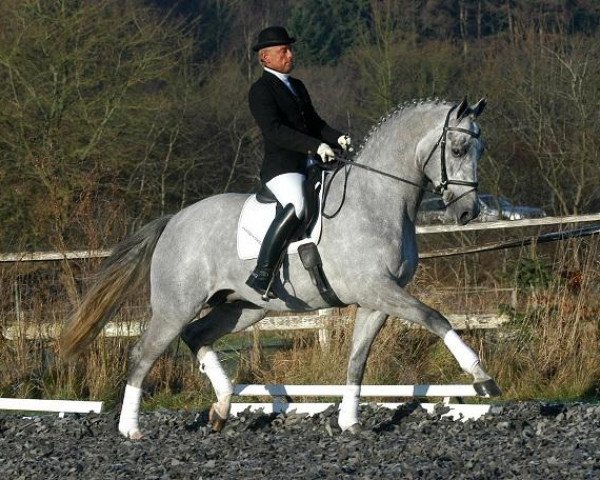 dressage horse Irdenkreis (Trakehner, 2004, from Cadeau)