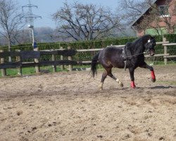 Pferd Bon Jovi (Welsh Pony (Sek.B), 2007, von Best Boy)