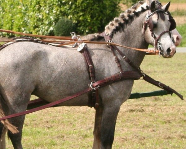 horse Ben 352 (Welsh-Pony (Section B), 2004, from Wildzang's Sunstar)