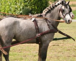 Pferd Ben 352 (Welsh Pony (Sek.B), 2004, von Wildzang's Sunstar)